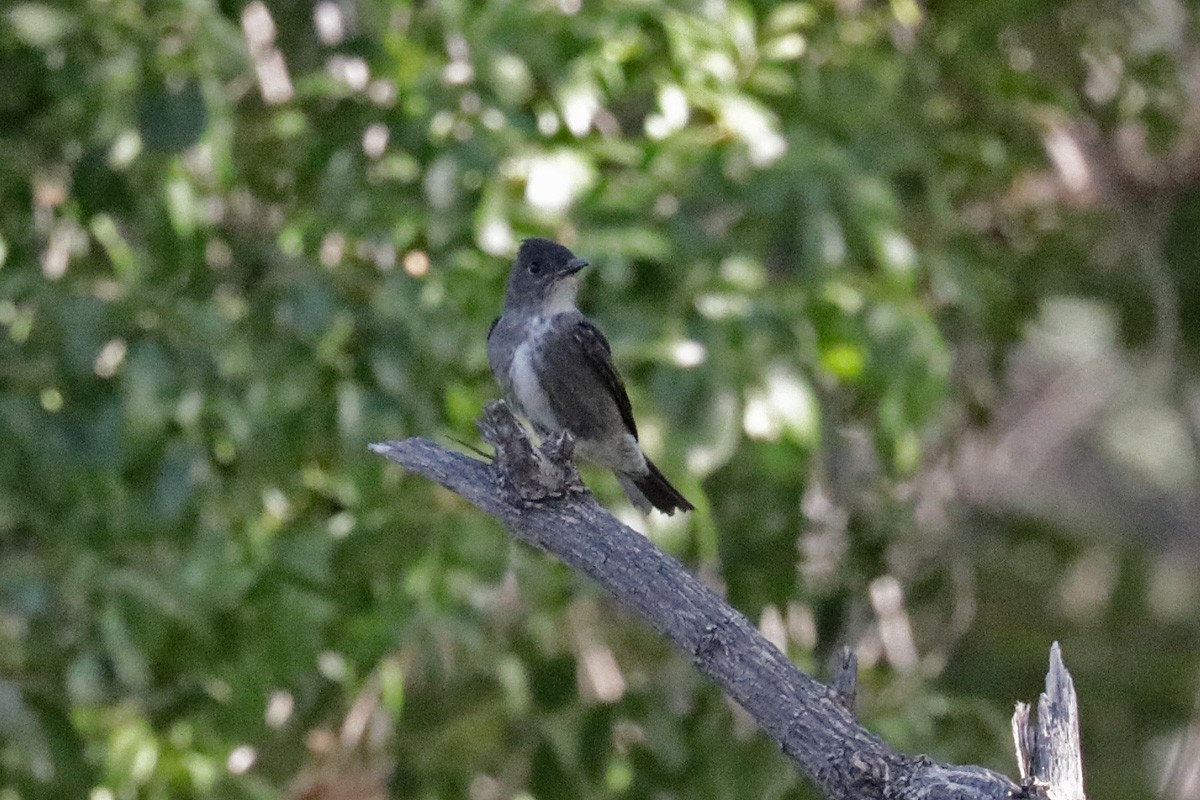 Olive-sided Flycatcher - ML268665381