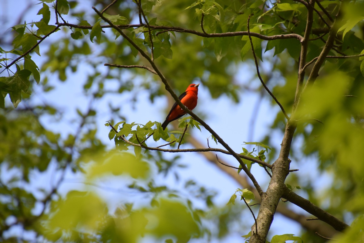 Scarlet Tanager - ML268666571