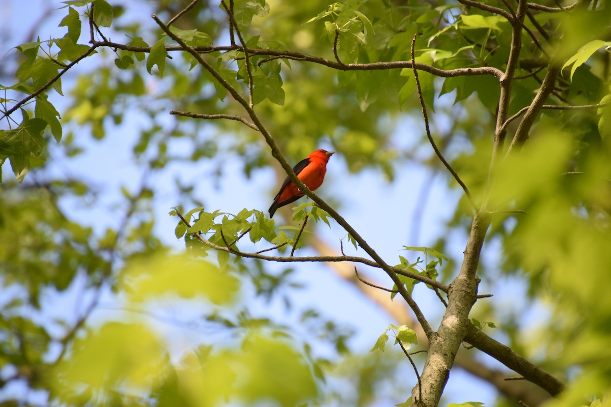 Scarlet Tanager - ML268666581