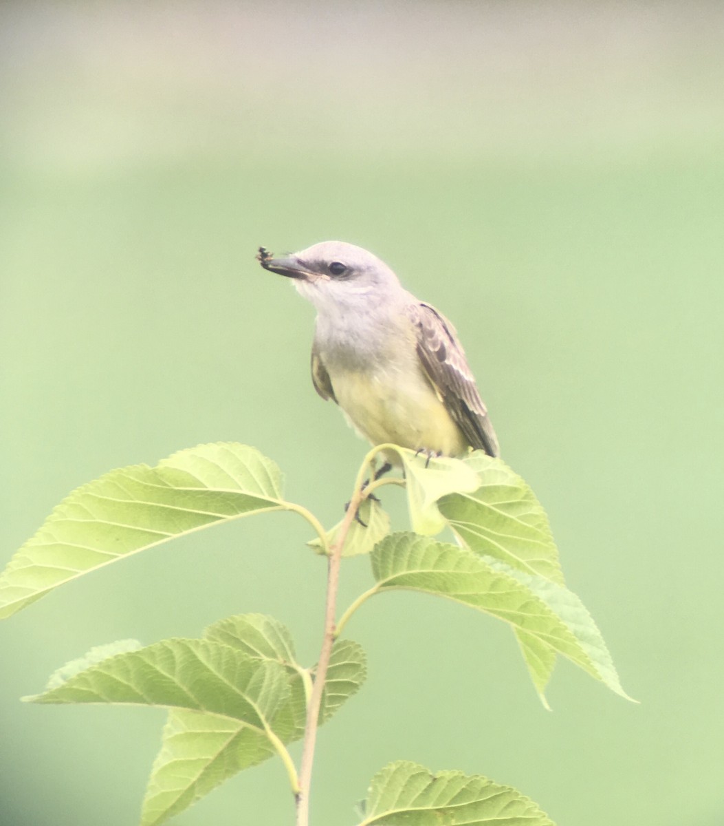 Western Kingbird - ML268669021