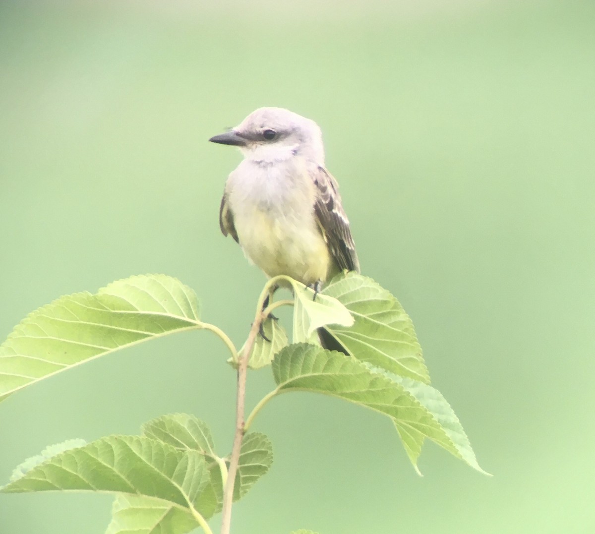 Western Kingbird - ML268669061