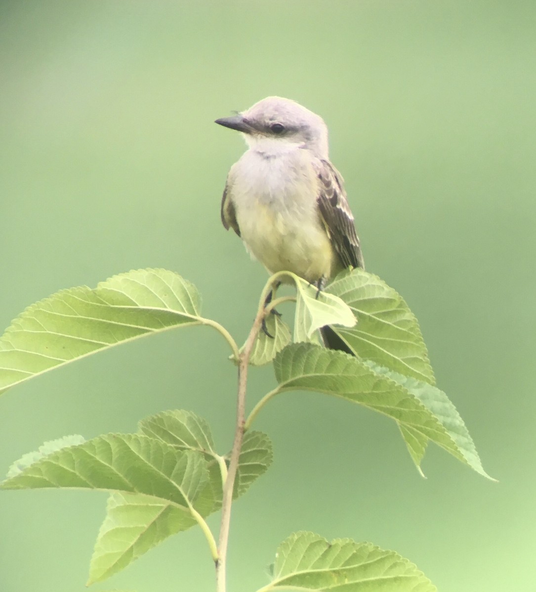 Western Kingbird - ML268669071