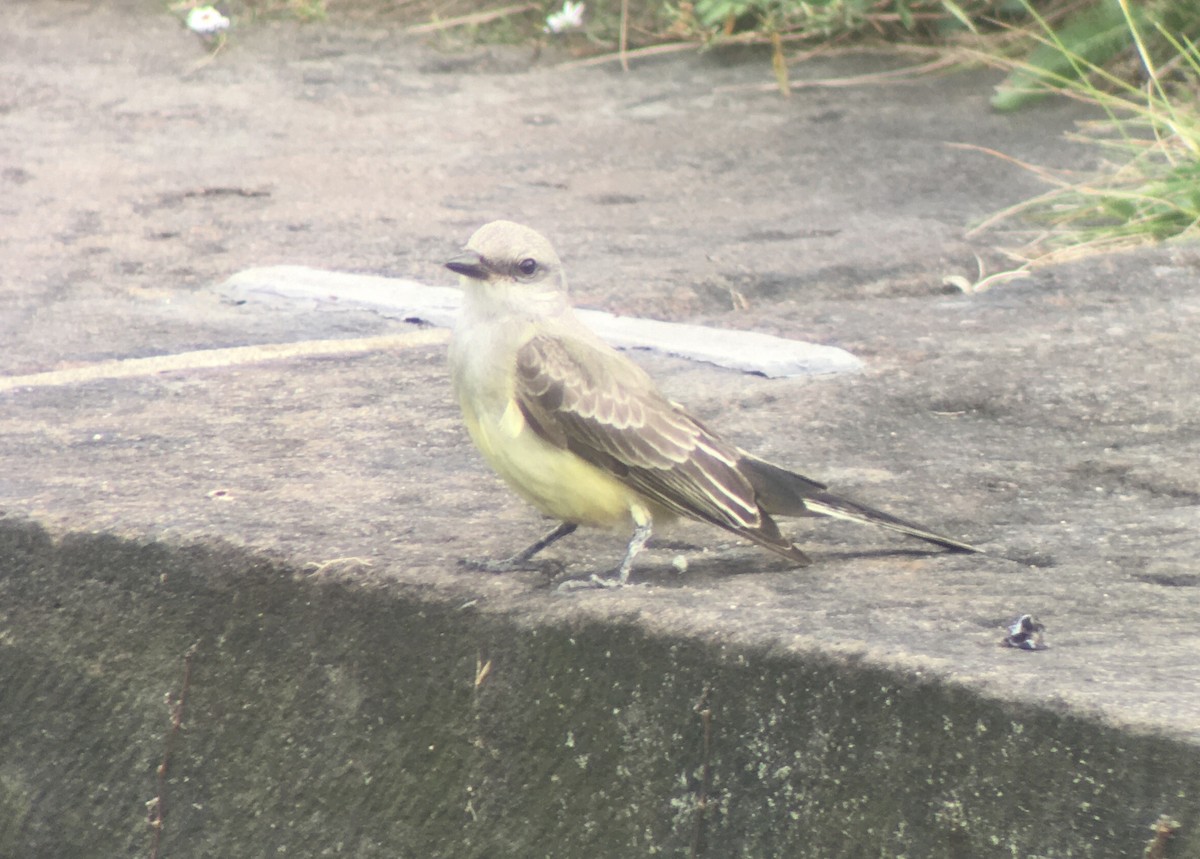 Western Kingbird - ML268669161