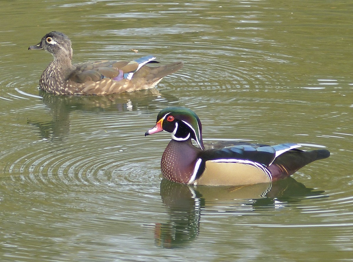 Wood Duck - ML268669681