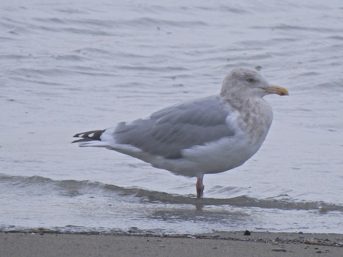 Herring Gull - ML268671741