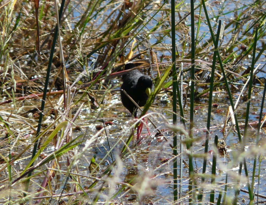 Black Crake - ML26867391