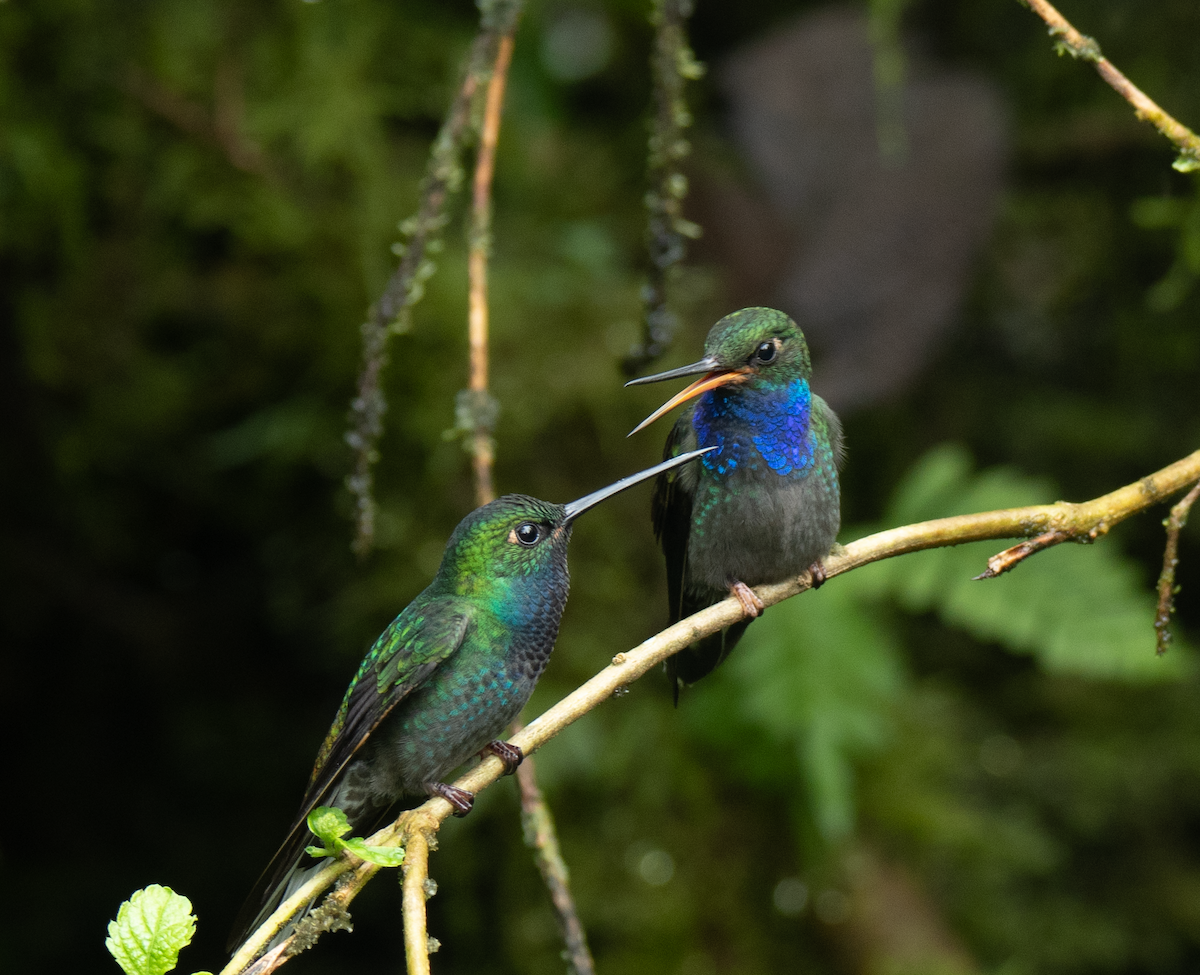 Green-backed Hillstar - Fran Hartshorn