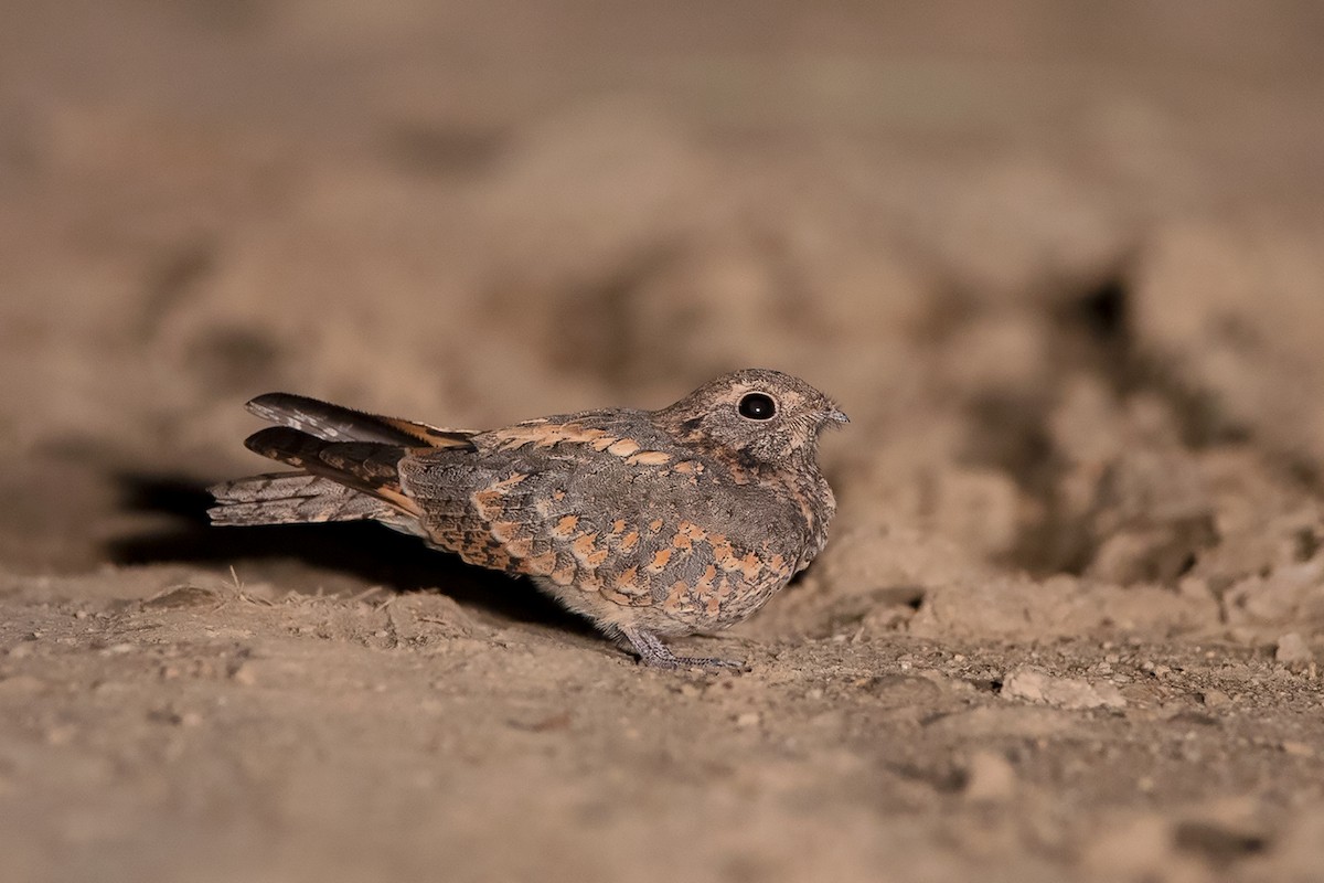 Savanna Nightjar - Ayuwat Jearwattanakanok