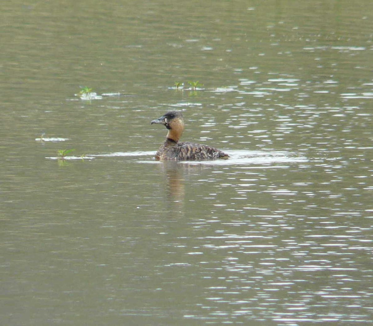 White-backed Duck - ML26868001