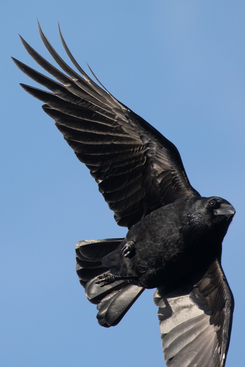 Carrion Crow - ML268681721