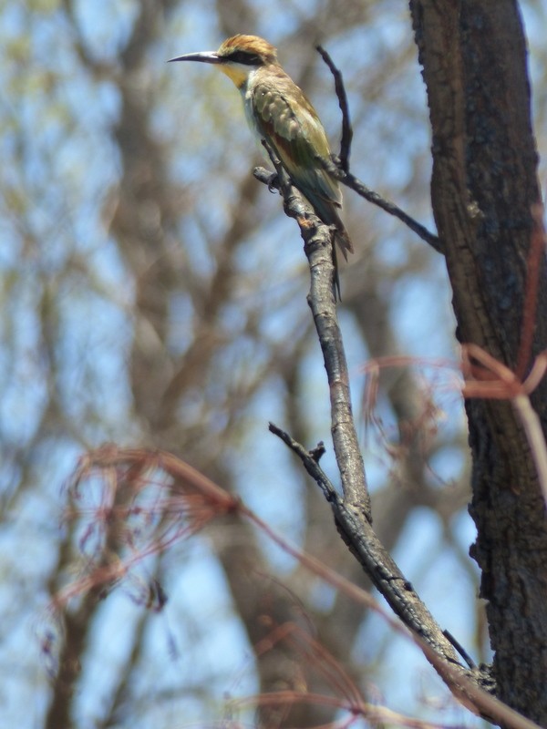 European Bee-eater - ML26868371
