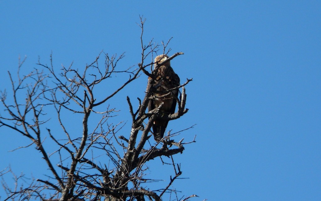 Brown Snake-Eagle - ML26868501