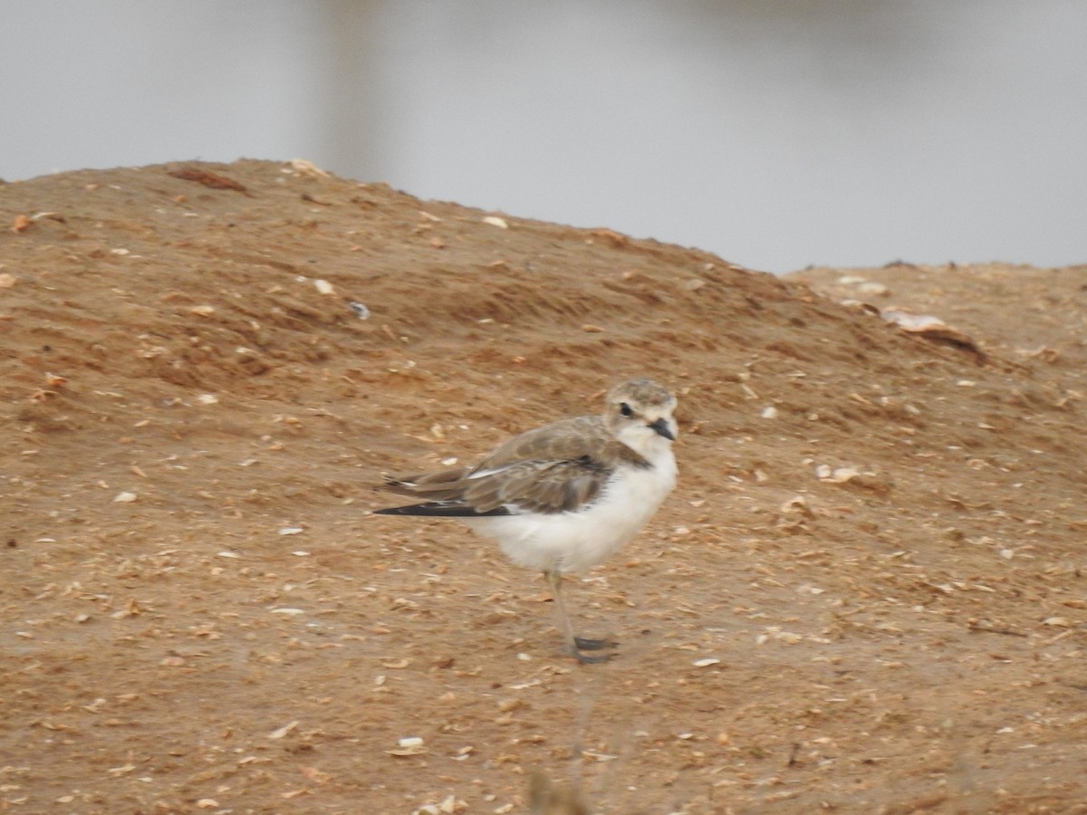 Kentish Plover - ML268685181