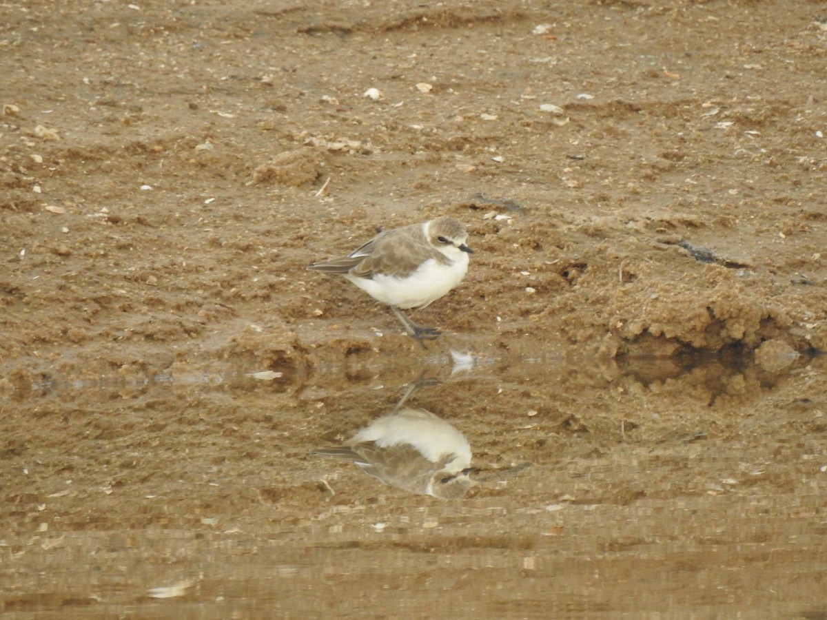 Kentish Plover - ML268685211