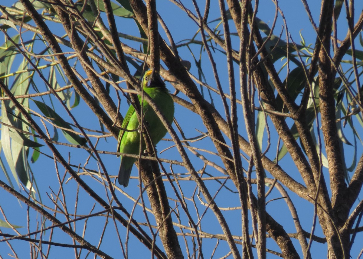 Golden-fronted Leafbird - Aneesh Pandian
