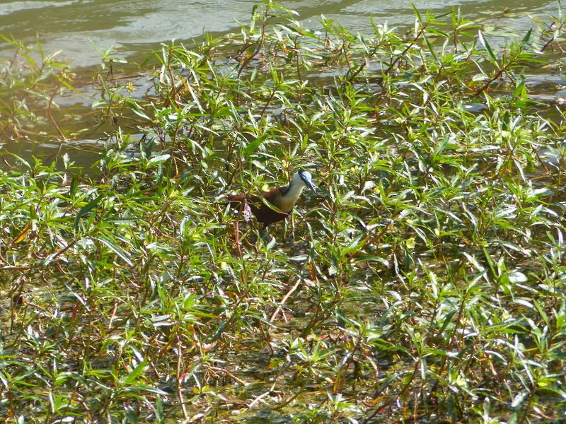 African Jacana - ML26868641