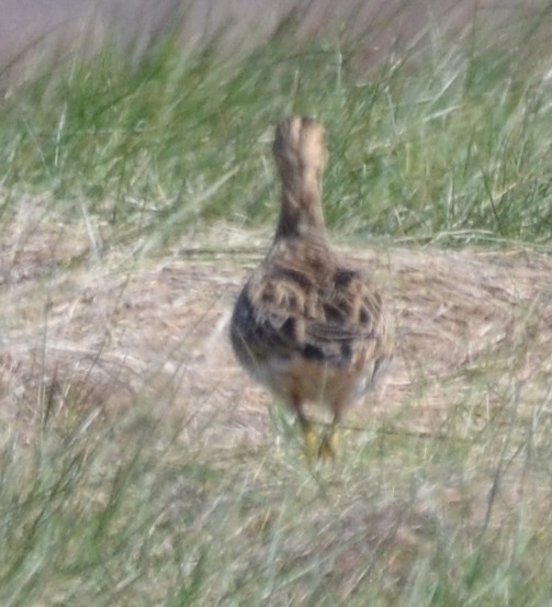 Upland Sandpiper - Inverno Academy