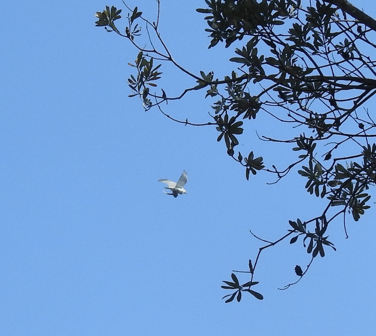 Gray Goshawk - ML268686981