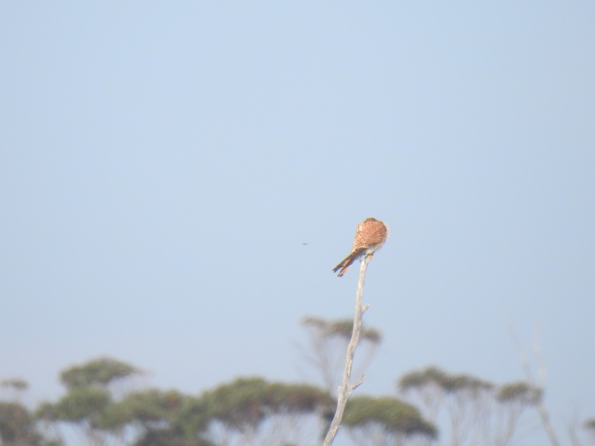 Nankeen Kestrel - ML268687151