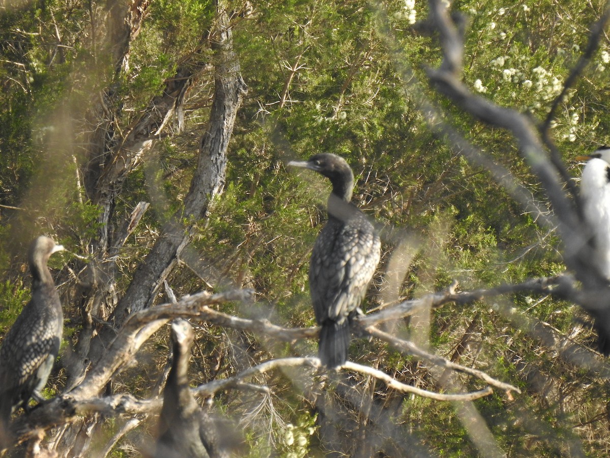 Little Black Cormorant - ML268687491