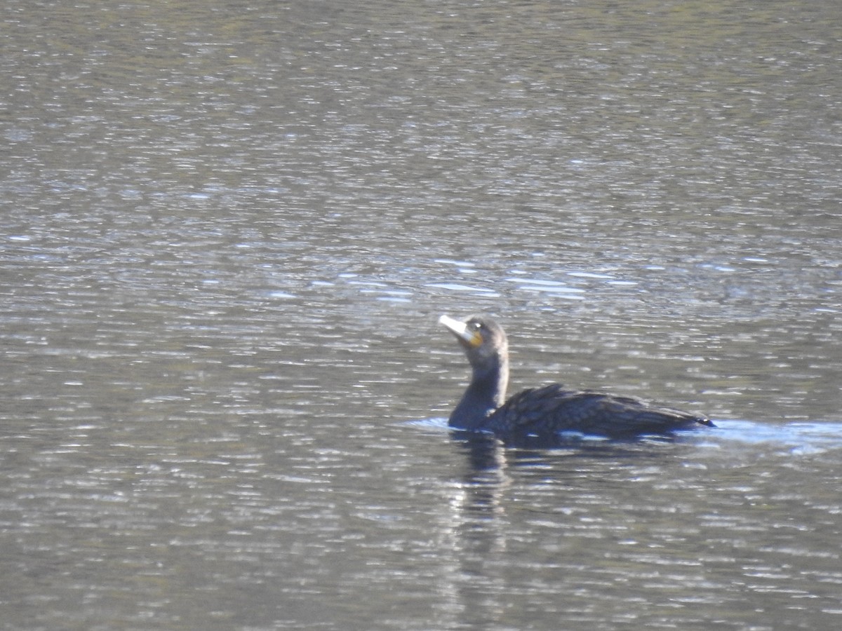 Cormorán Grande - ML268687511