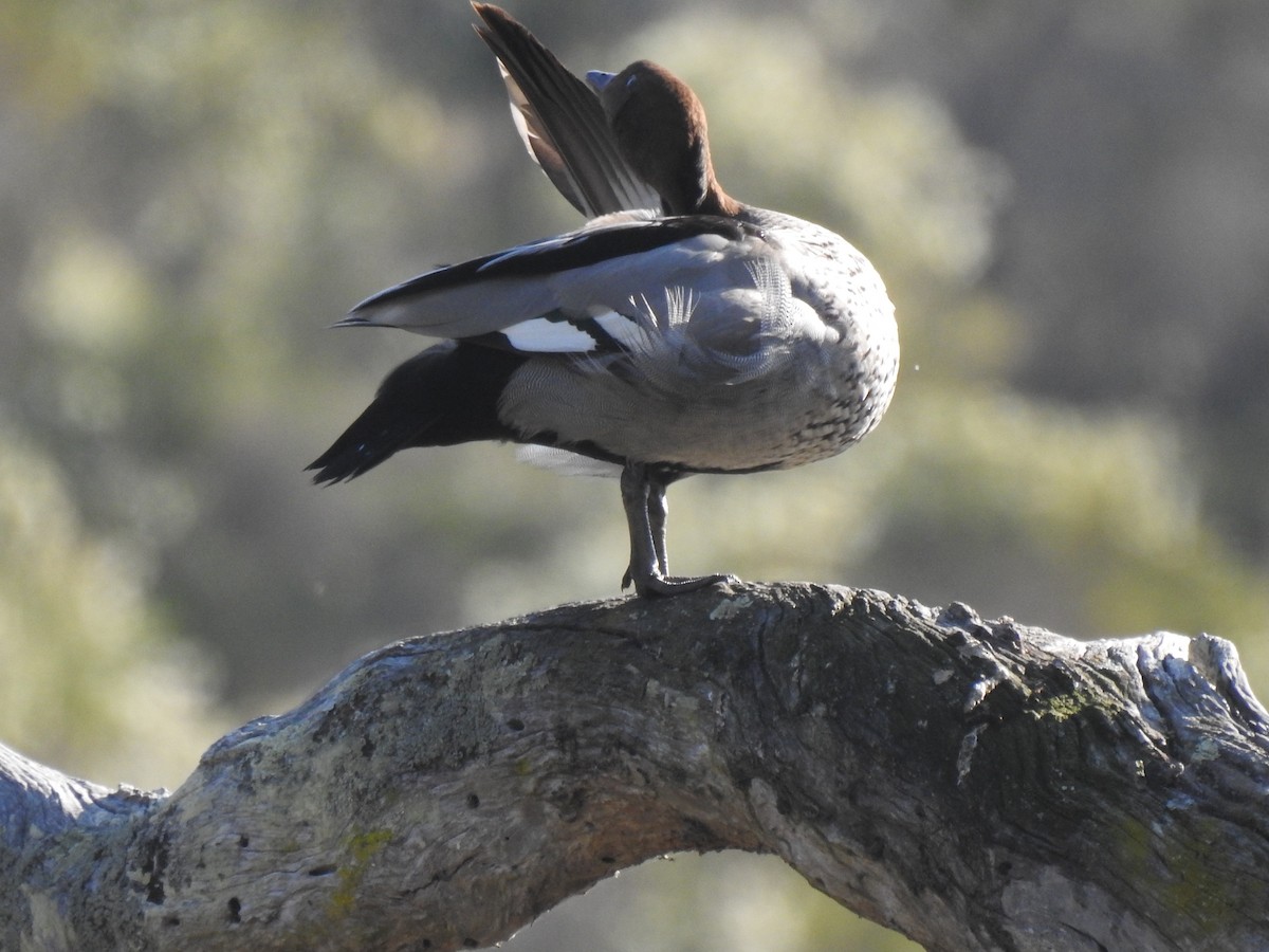 Maned Duck - ML268687531