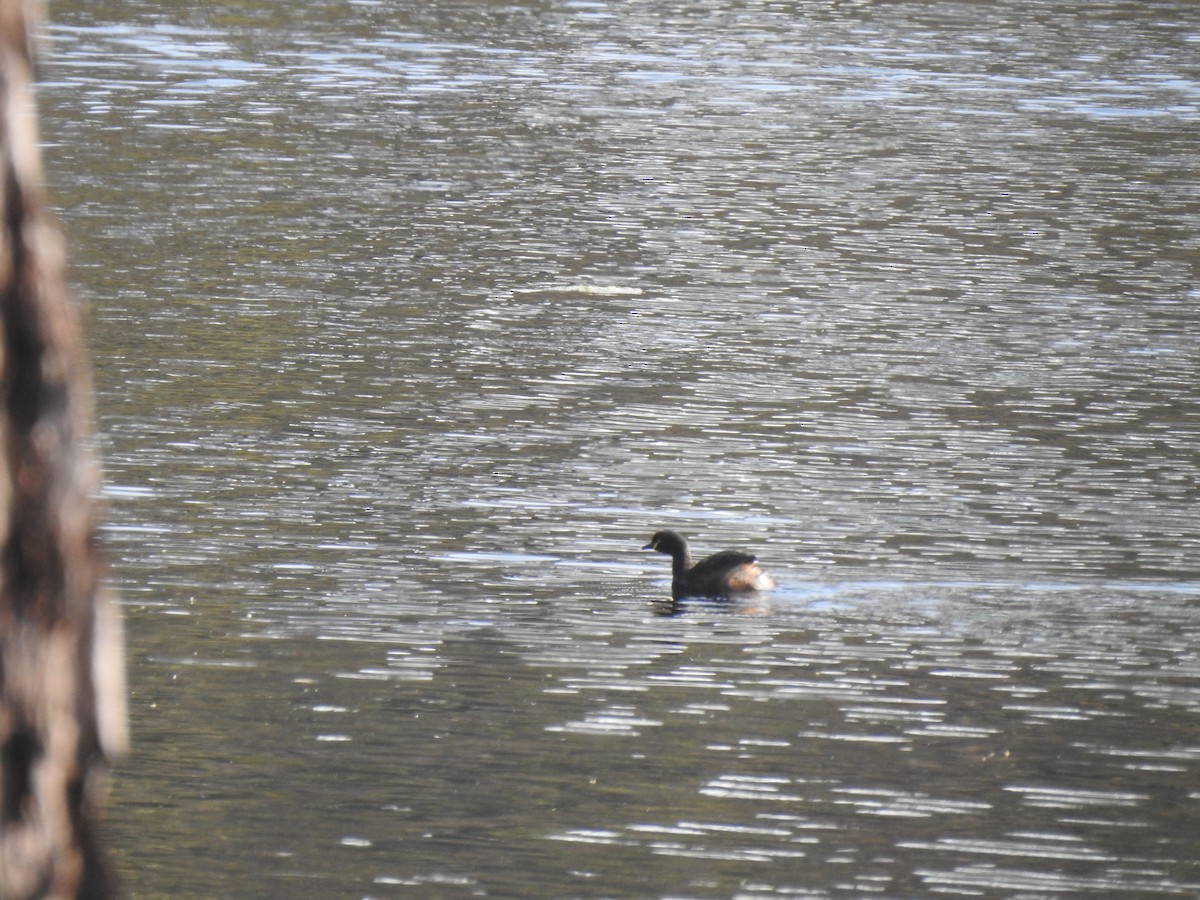 Australasian Grebe - Liam Manderson