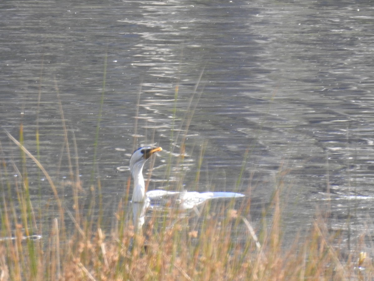 Little Pied Cormorant - ML268687581