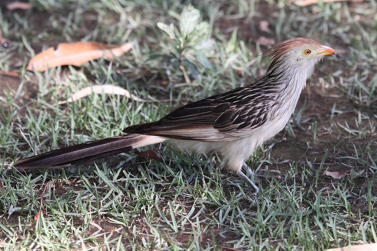 Guira Cuckoo - ML268687621