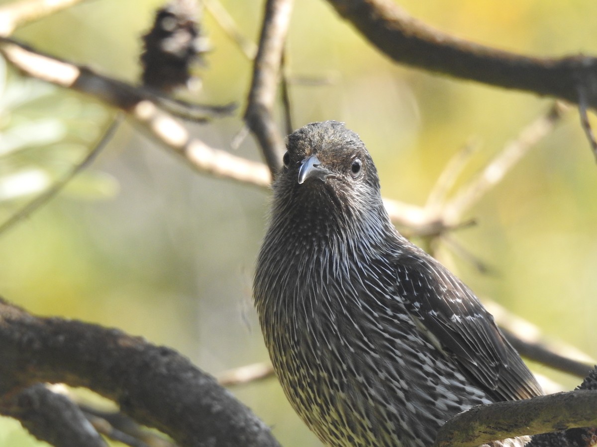 Little Wattlebird - ML268687631