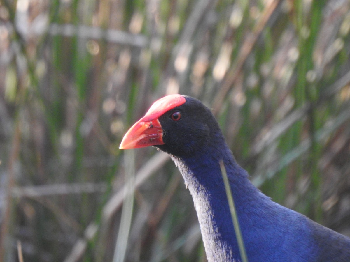 Australasian Swamphen - ML268687671