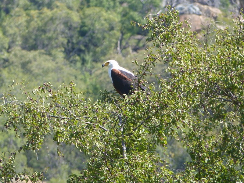 African Fish-Eagle - ML26868771