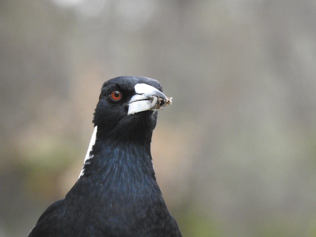 Australian Magpie - ML268687771