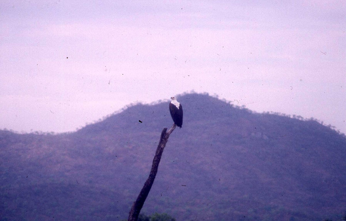 African Fish-Eagle - Simon Tonge