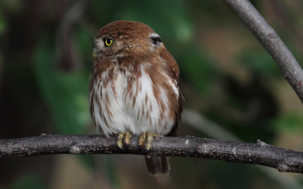 Ferruginous Pygmy-Owl - Eero Rasi