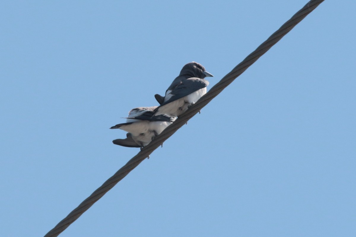 White-breasted Woodswallow - Greg and Georgie Shaw