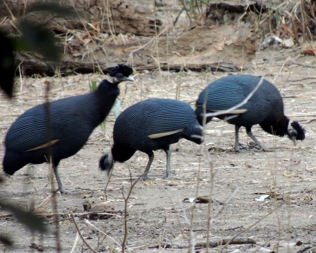 Southern Crested Guineafowl - Sam Shaw