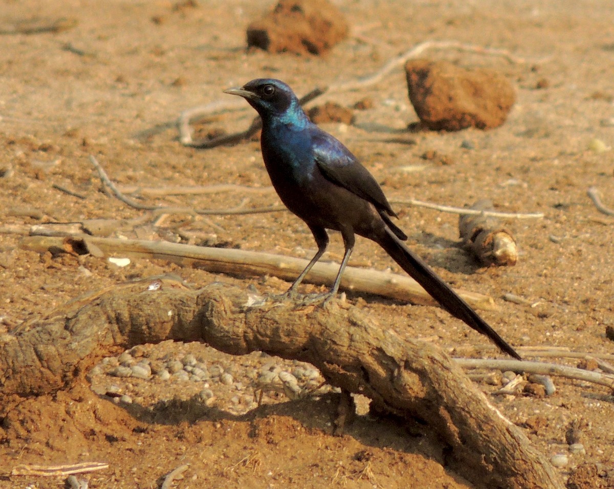 Meves's Starling - Sam Shaw