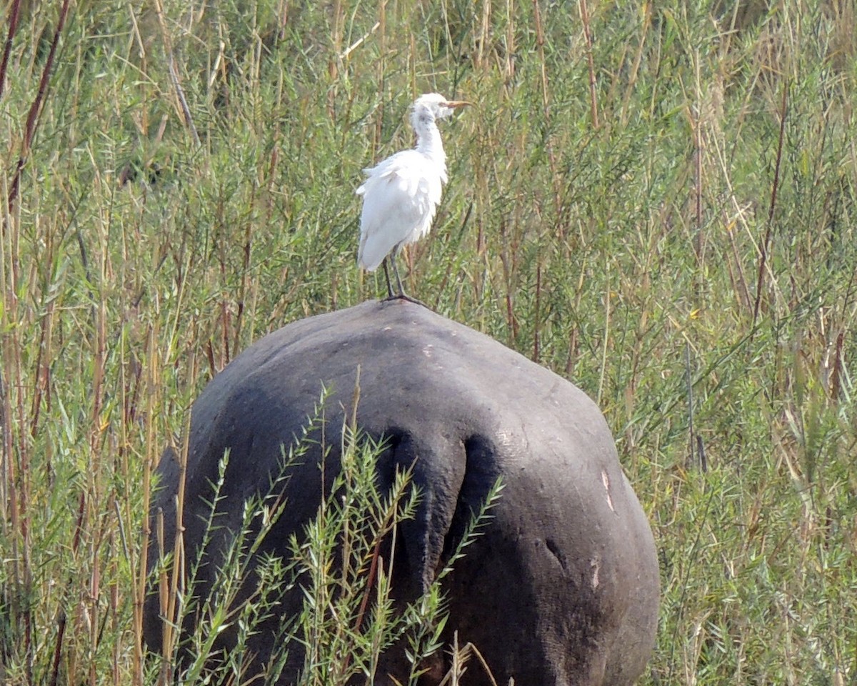 Western Cattle Egret - Sam Shaw