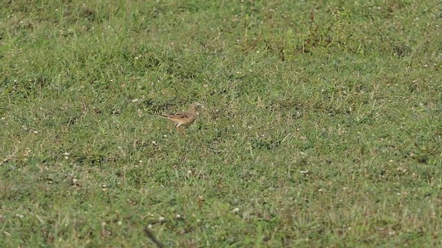 pipit sp. - ML268690991
