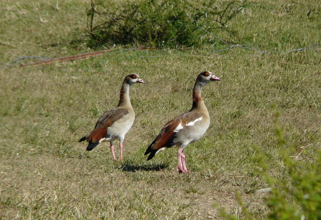 Egyptian Goose - ML26869101