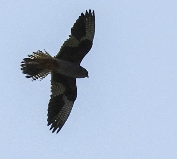 Red-footed Falcon - Georgina Cole