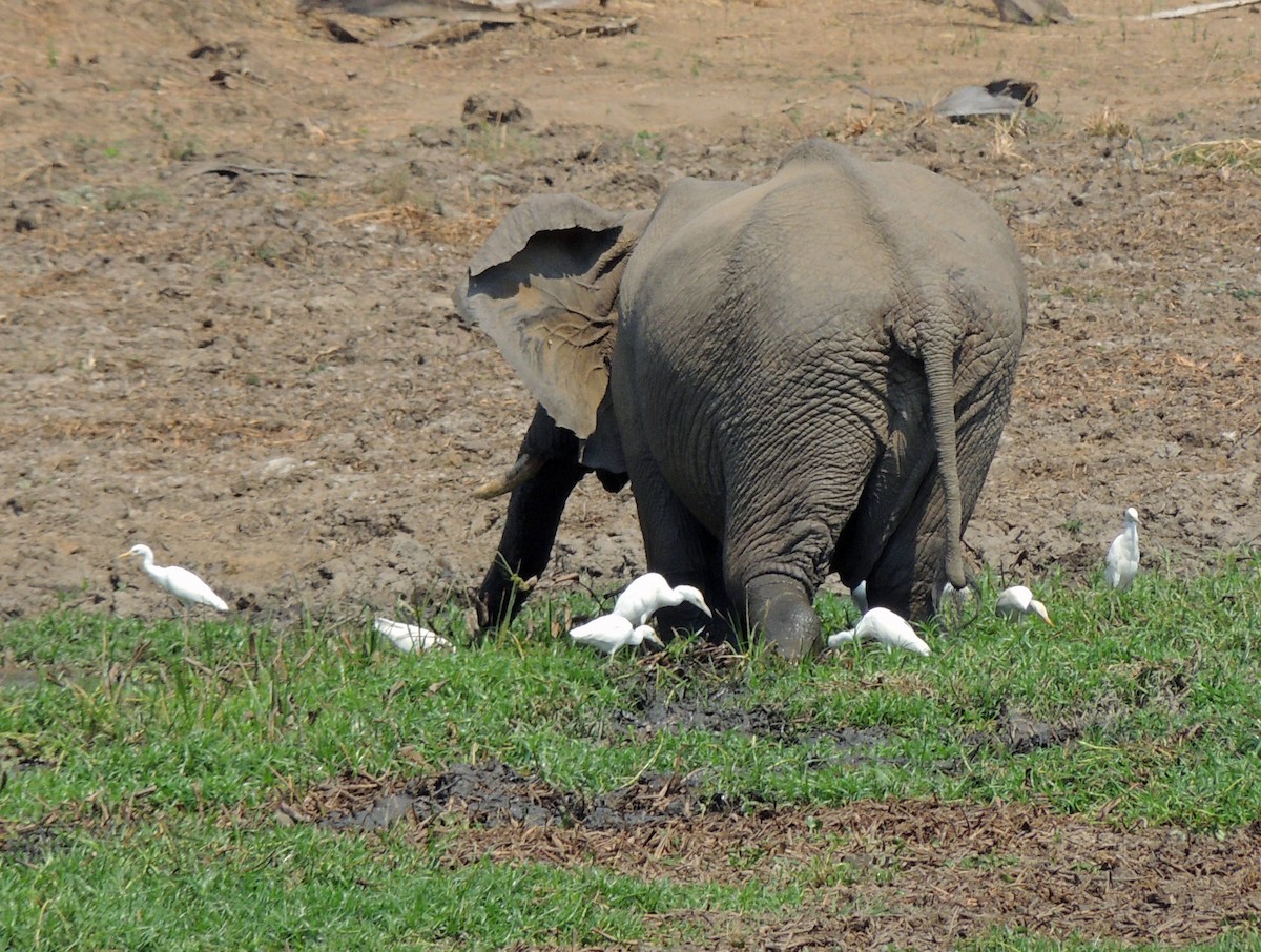 Western Cattle Egret - Sam Shaw