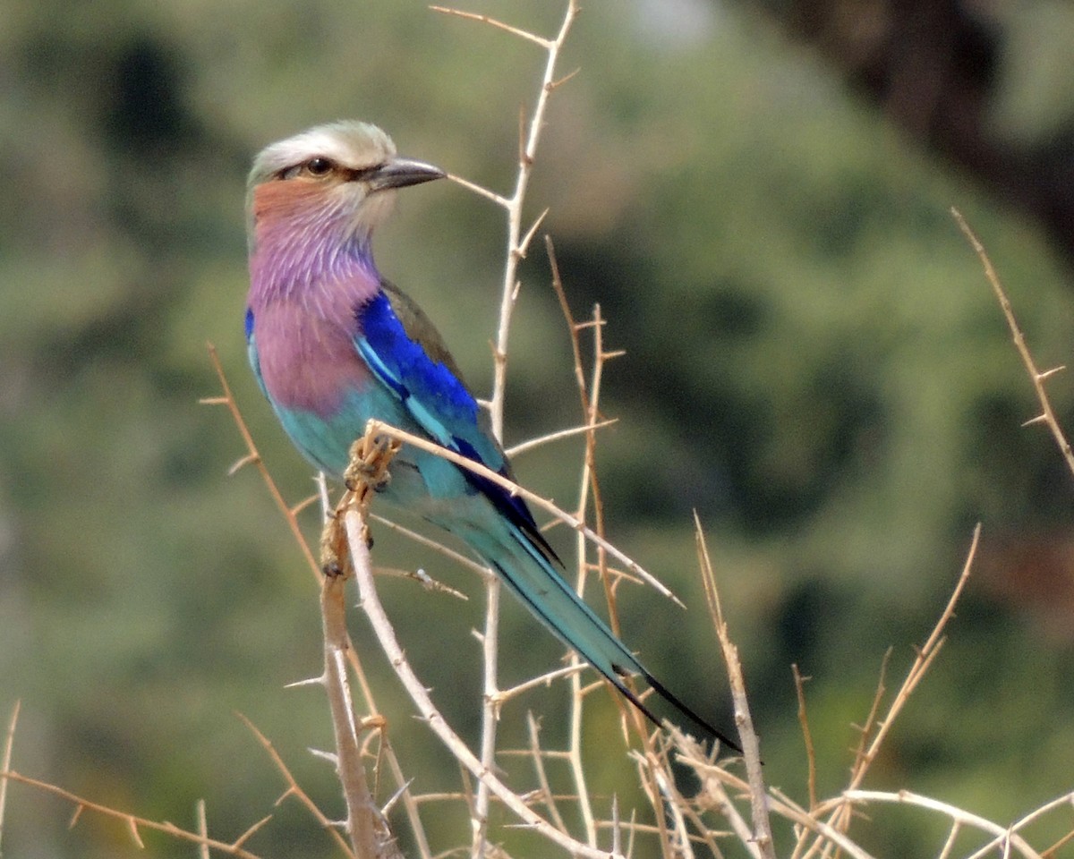 Lilac-breasted Roller - ML268692031