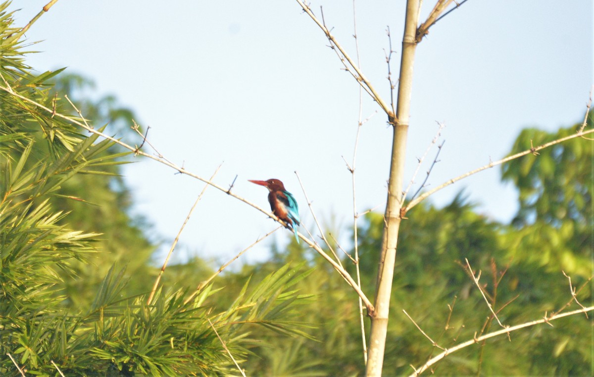 White-throated Kingfisher - Mario Marcuri