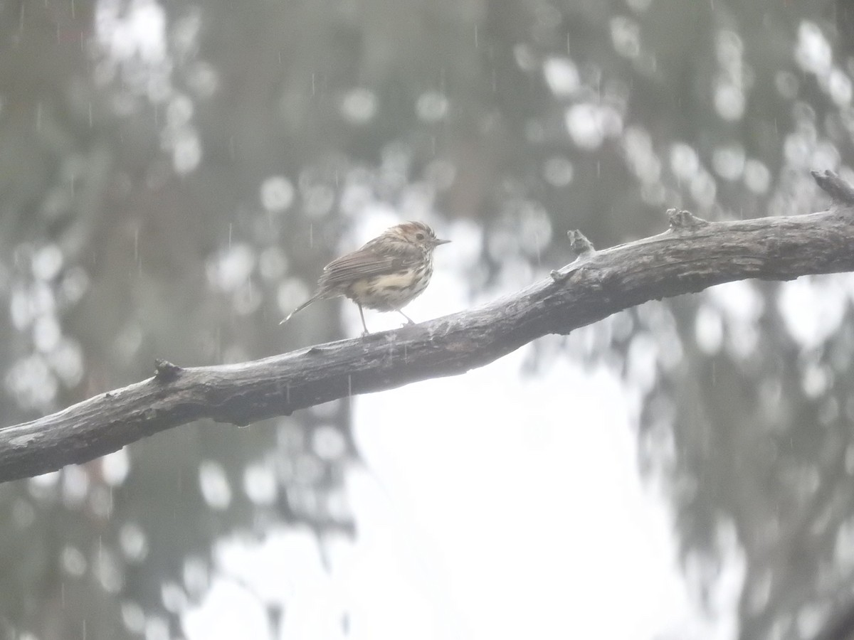 Speckled Warbler - Archer Callaway