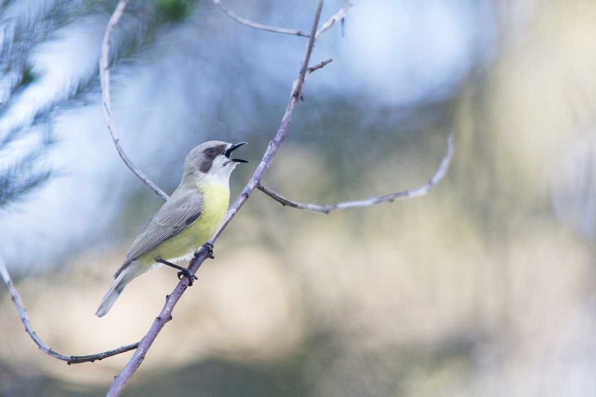 White-throated Gerygone - Ronan Mann Betanzos