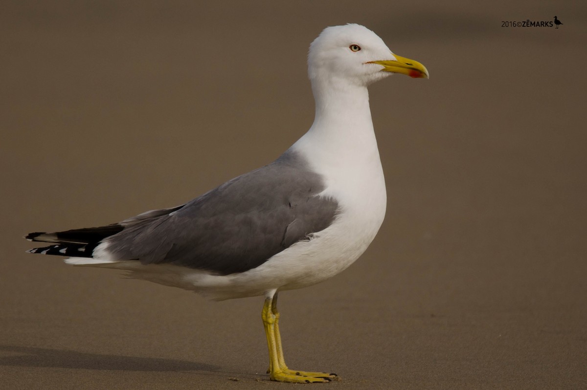 Yellow-legged Gull - José Marques
