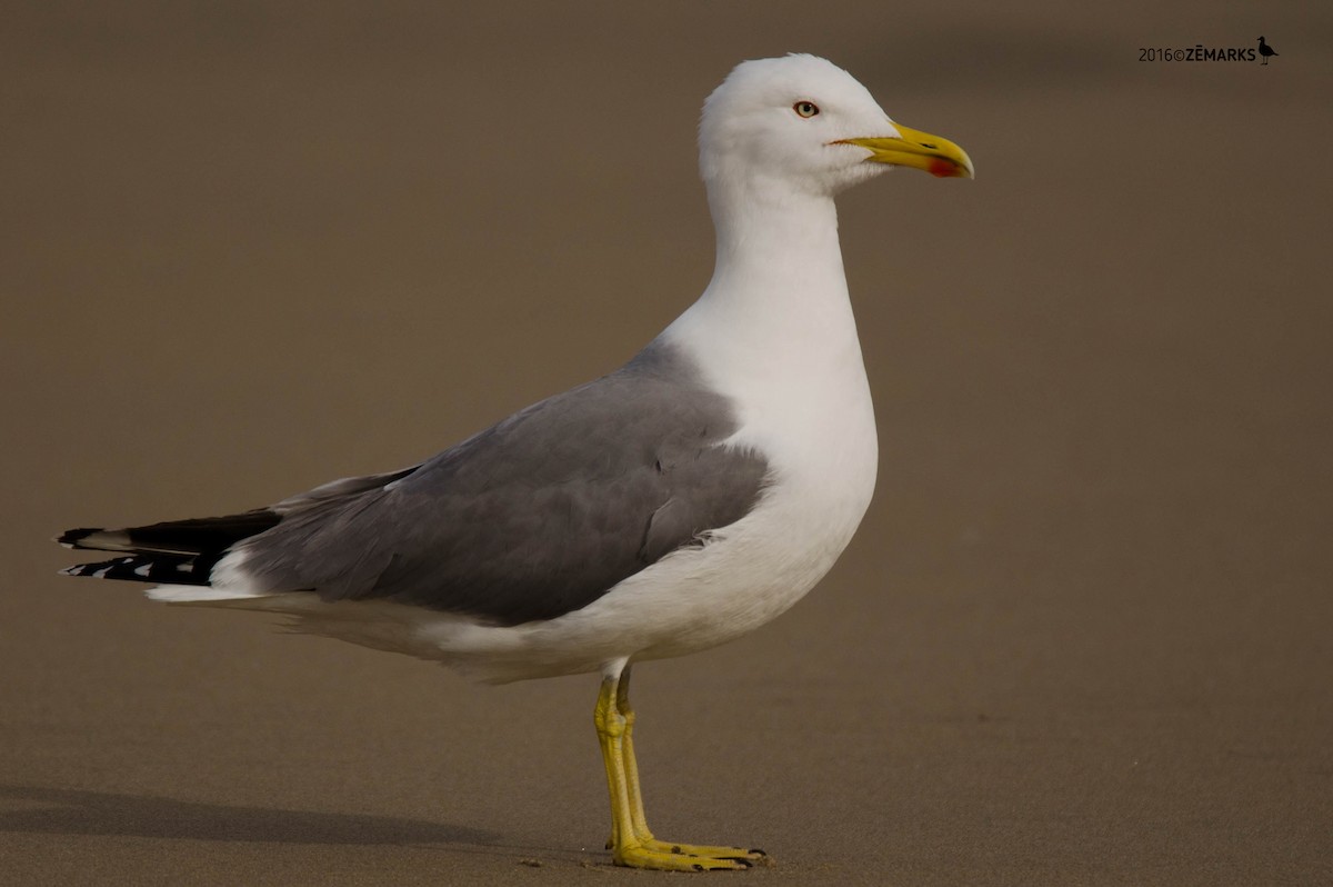 Gaviota Patiamarilla - ML26870071