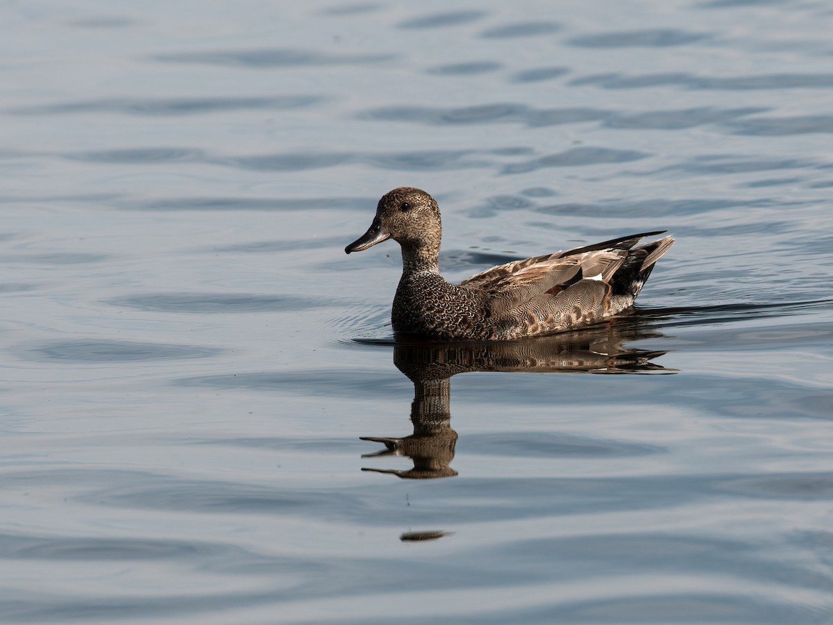 Gadwall - Nick Athanas